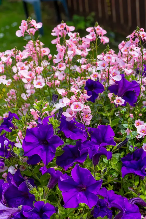 Nemesia violet
